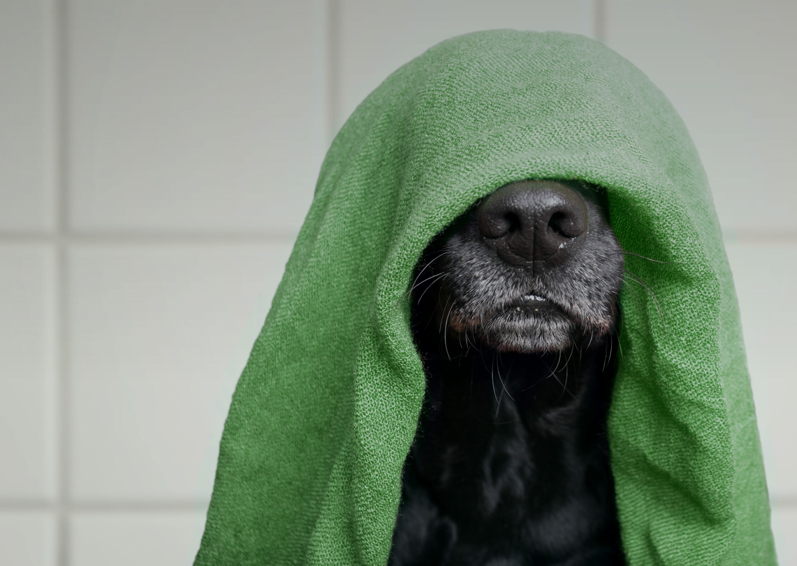 Hund mit grünem Handtuch auf dem Kopf