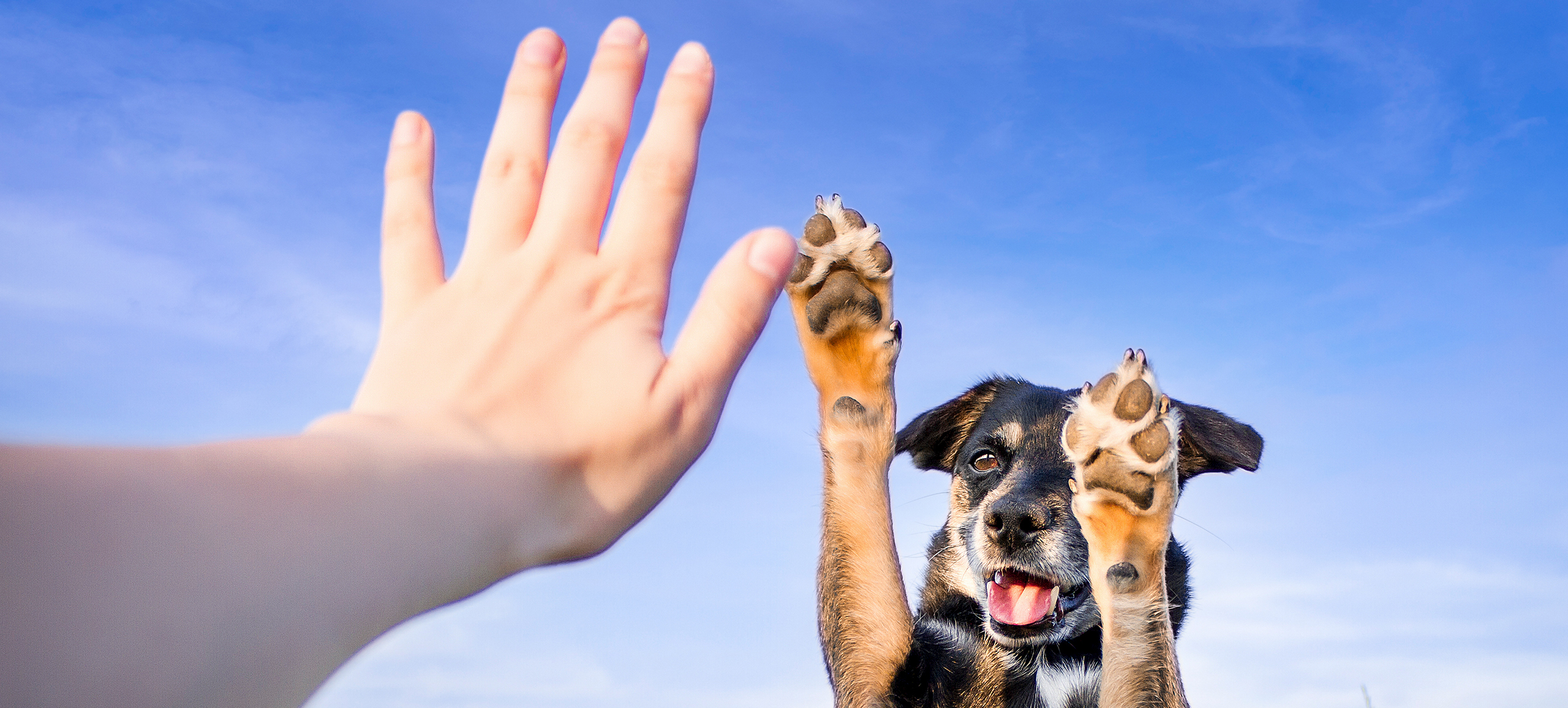 Ein Mensch und ein Mischlingshund geben sich ein doppeltes High-Five. Beide befinden sich draußen vor einem blauen Himmel.