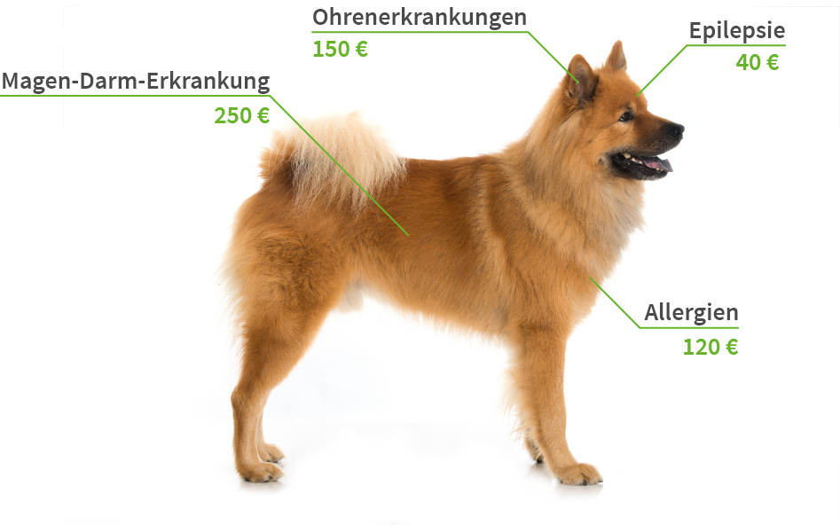 Infografik eines Hundes, die mögliche Krankheiten zeigt und somit verständlich macht, weshalb eine Hundekrankenversicherung wichtig ist