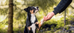 Ein Appenzeller Sennenhund sitzt im Wald und gibt Pfötchen.