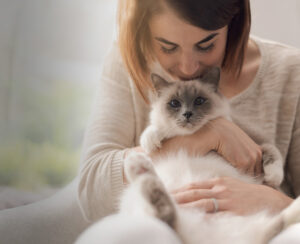 Graue Langhaarkatze mit blauen Augen sitzt auf dem Schoß von Besitzerin in Wohnung. Die Katze genießt eine OP-Versicherung der Uelzener.