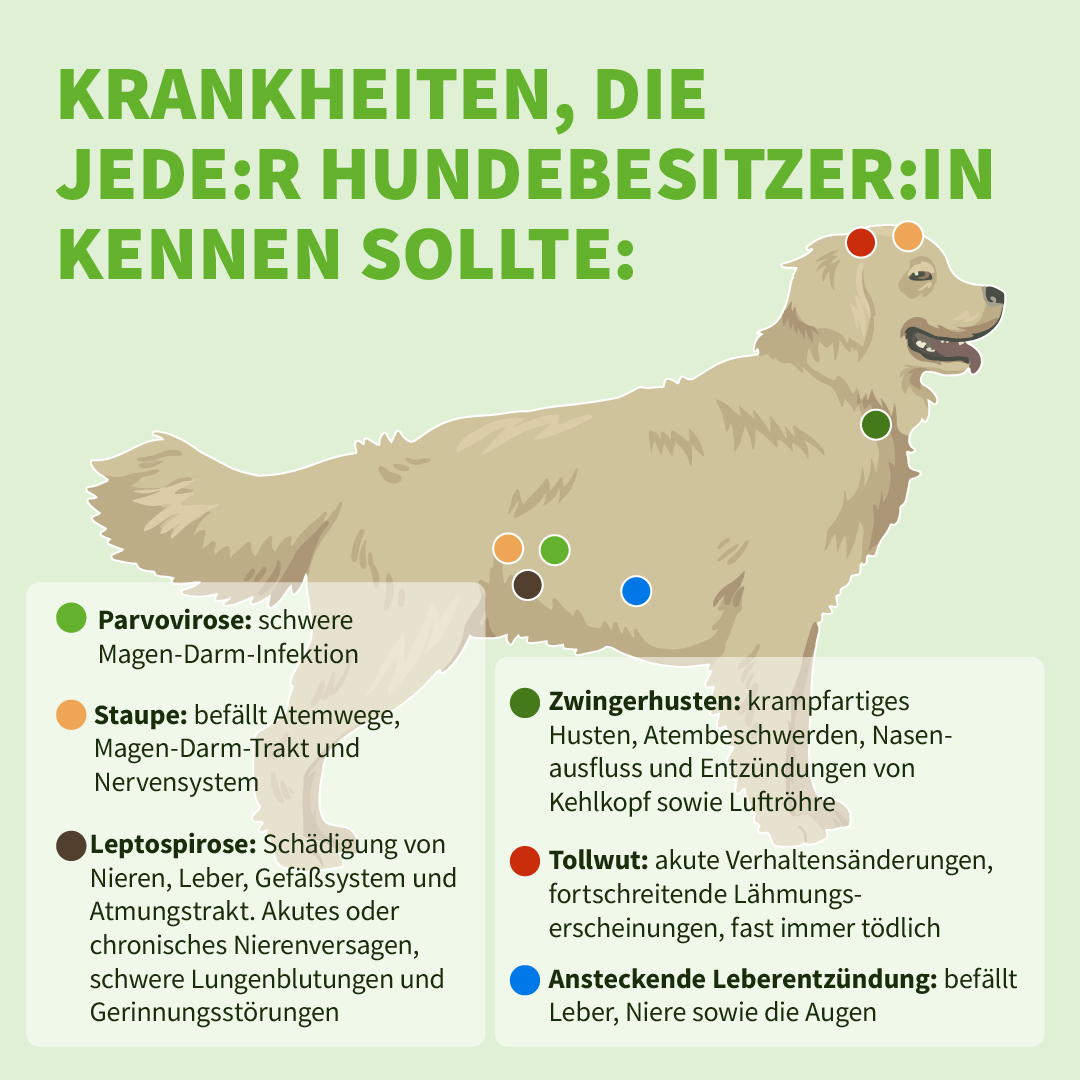 Ab Wann Muss Man Hunde Anmelden Hundekrankenversicherung für deinen Vierbeiner | Uelzener Versicherungen