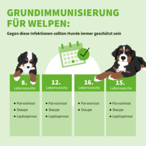 Infografik zur Grundimmunisierung von Welpen.