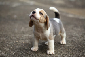 Ein Beagle-Welpe schaut freundlich nach oben.
