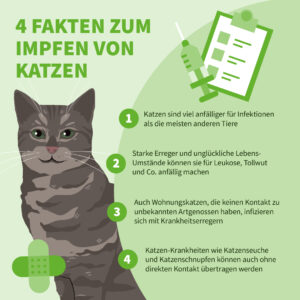 Infografik: 4 Fakten zum Impfen von Katzen.