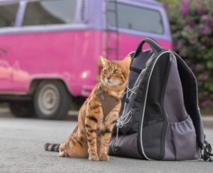 Katze im Geschirr sitzt neben Reiserucksack vor einem Campingwagen.