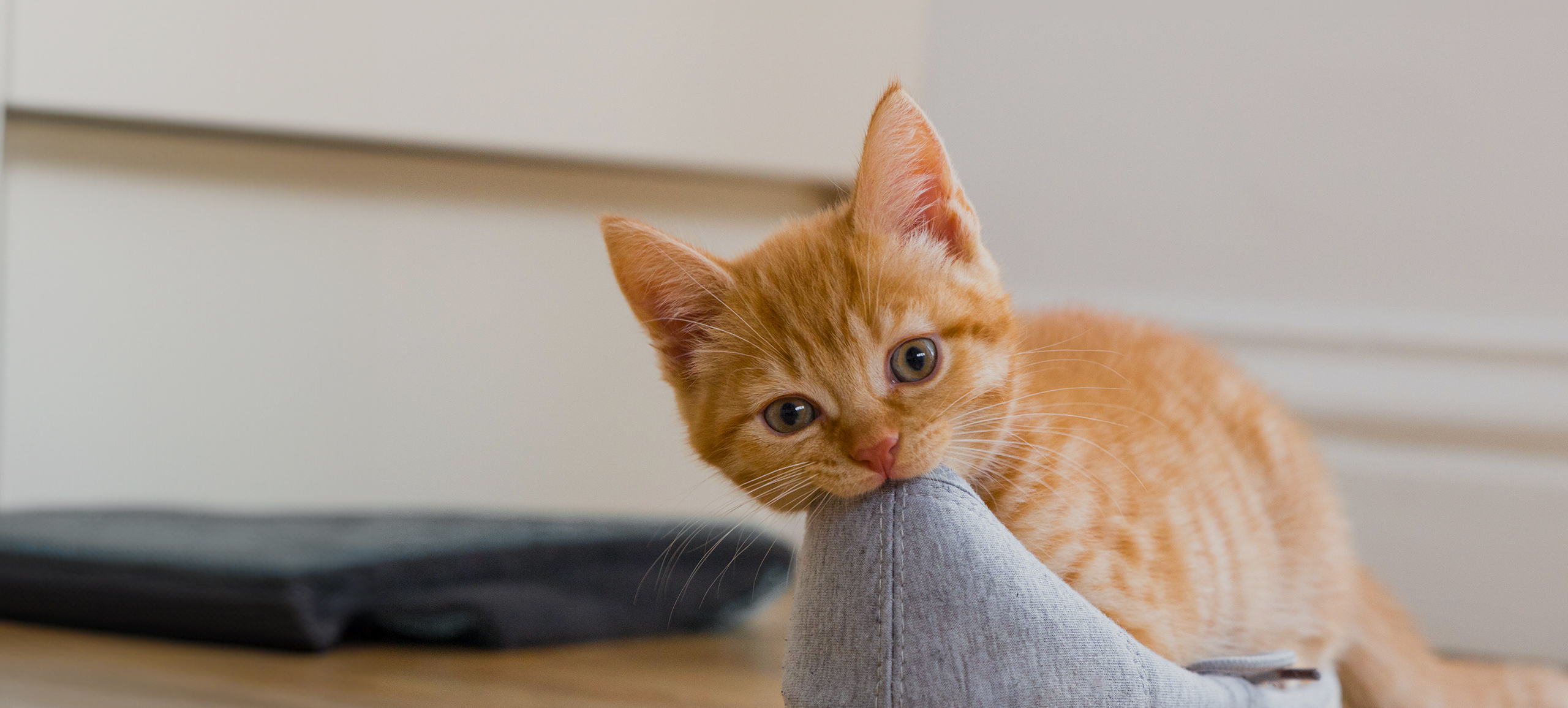 Kitten knabbert Hausschuh an.