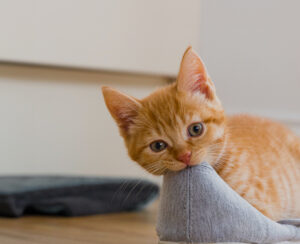 Kitten knabbert Hausschuh an.