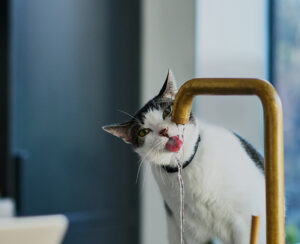 Katze trinkt am laufenden Wasserhahn.
