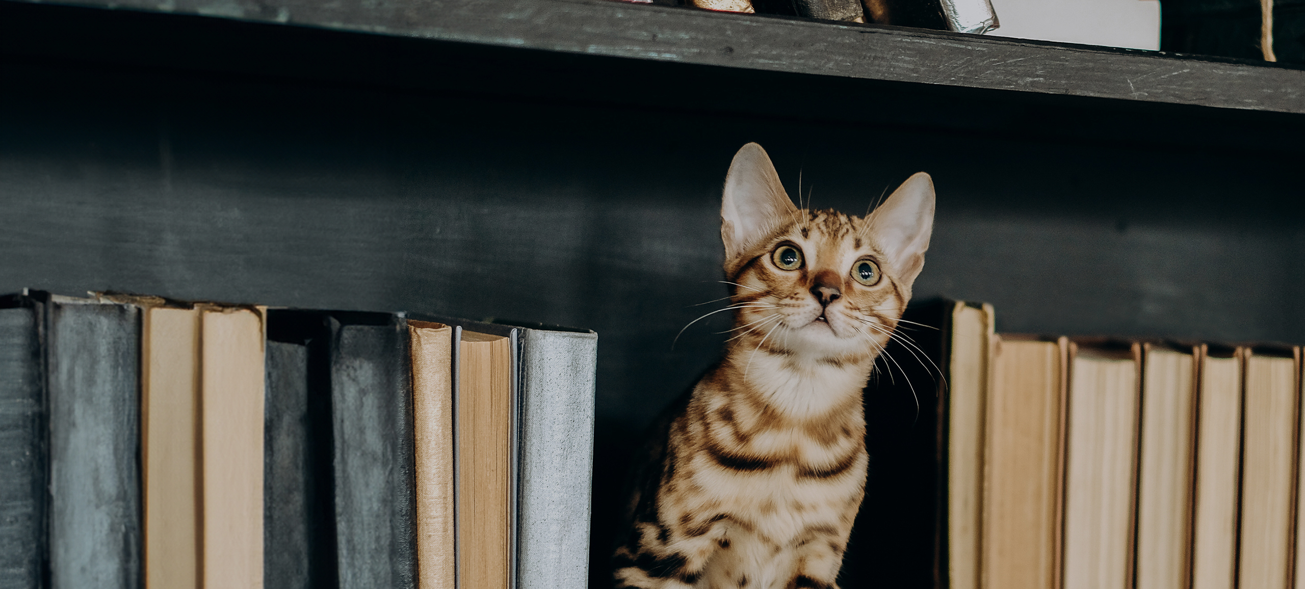 Kätzchen im Bücherregal
