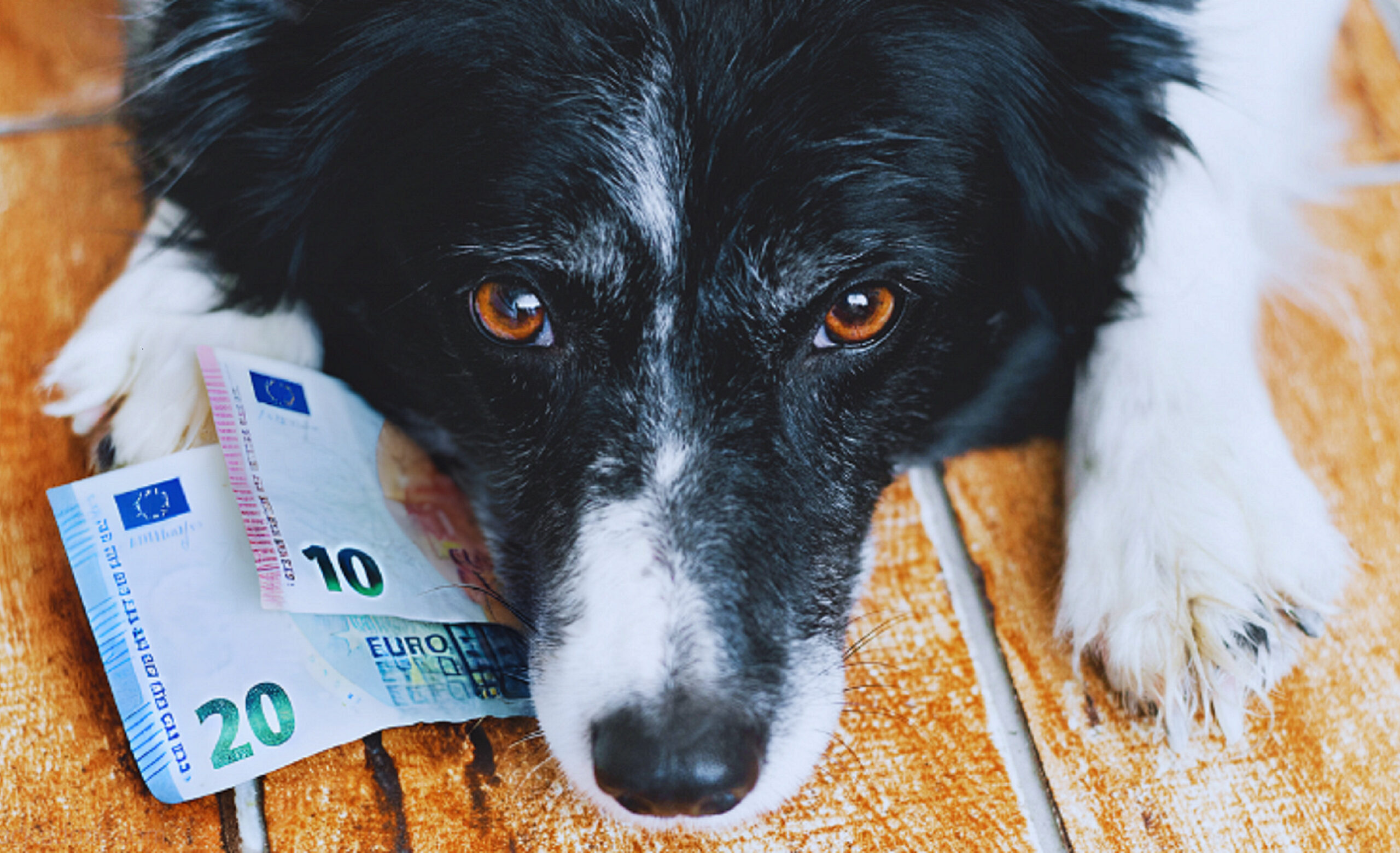 Hund liegt auf Geldscheine.