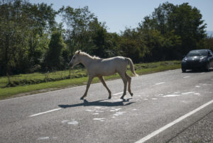 Weißes Pferd rennt vor ein Auto.