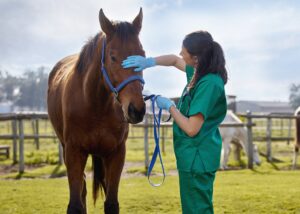 Eine Ärztin untersucht ein Pferd.