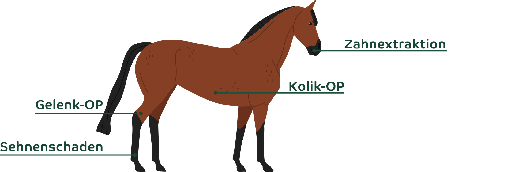 Eine Grafik mit häufigen OPs bei Pferden