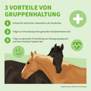 Infografik der Uelzener Versicherungen: Drei Vorteile von Gruppenhaltung.