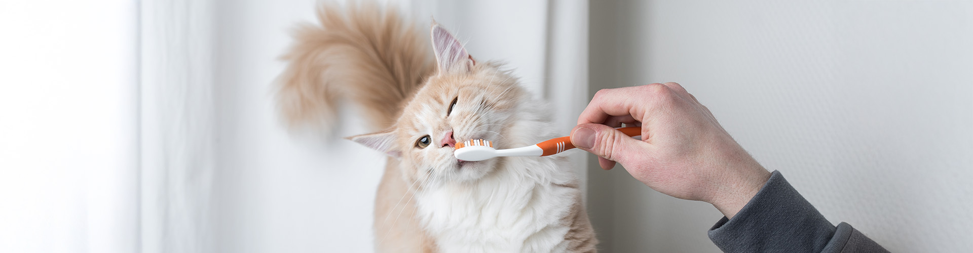 Einer Katze werden von einem Menschen die Zähne geputzt.