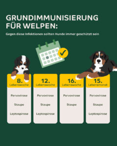 Infografik zur Grundimmunisierung von Welpen.