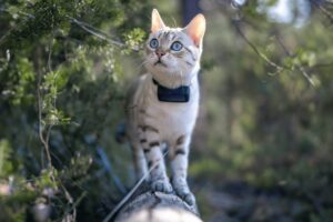 Eine Katze mit einem tractive Tracker ist auf einem Baumstamm