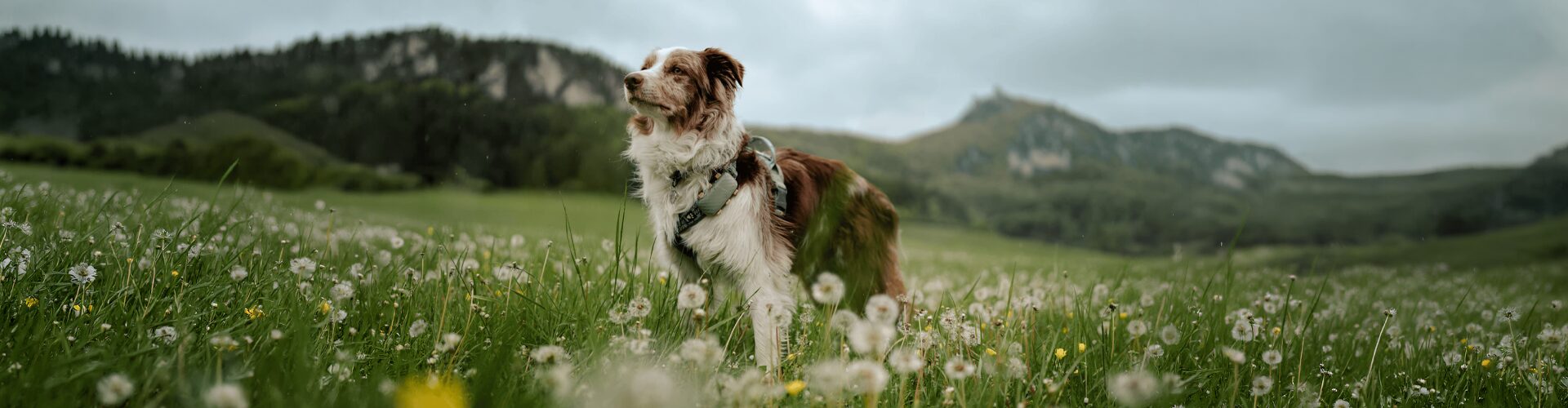 Ein Hund auf einer grünen Wiese mit einem Tractive Tracker
