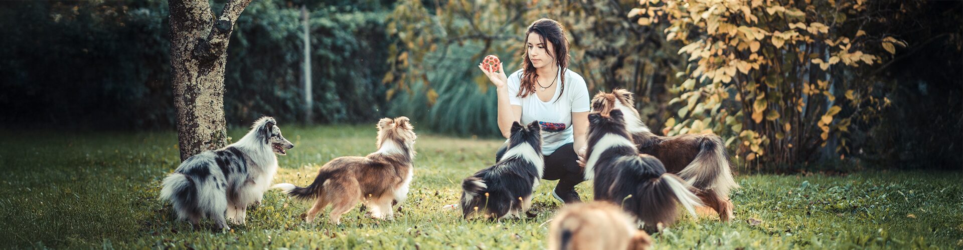 Eine Frau kniet auf einer Wiese und spielt mit mehreren Hunden