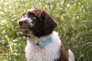 Ein Hund mit einem tractive Tracker sitzt vor hohem Gras