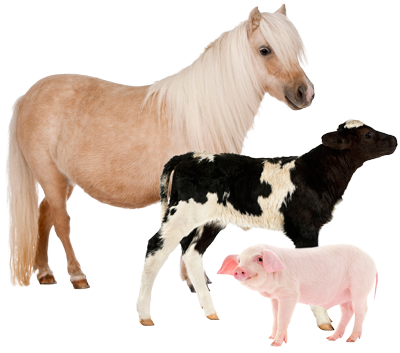 Betriebshaftpflicht Pferdebetriebe Hundeschulen Rinderhaltung Schweinehaltung