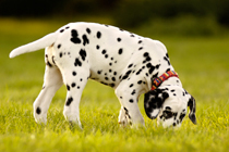 Vorsicht vor Vergiftungen beim Hund Teil 2 Vorsicht vor Vergiftungen beim Hund Teil 2