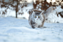Rasseportrait Norwegische Waldkatze Rasseportrait Norwegische Waldkatze