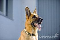 Helfer auf vier Pfoten Helfer auf vier Pfoten