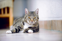Gefahren für Katzen in der Wohnung Gefahren für Katzen in der Wohnung