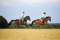 Reitbeteiligungen Reitbeteiligungen