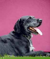 Ein Hund wird älter: Darauf sollten Sie jetzt achten! Teil 2 Ein Hund wird älter: Darauf sollten Sie jetzt achten! Teil 2