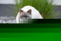 Die Körpersprache der Katzen Die Körpersprache der Katzen