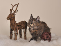 Katzen und Weihnachtszeit
