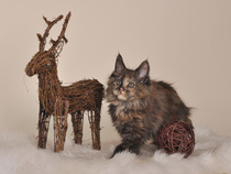 Katzen und Weihnachtszeit Katzen und Weihnachtszeit