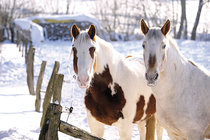 Wintergefahren für Pferde Gesundheits-Versicherung fürs Pferd