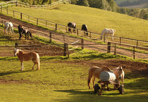 Pferdeweide im Herbst essentiell für Gesundheit und Wohlbefinden