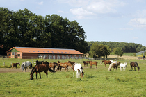 Pferdeweide im Herbst essentiell für Gesundheit und Wohlbefinden Pferdeweide im Herbst essentiell für Gesundheit und Wohlbefinden
