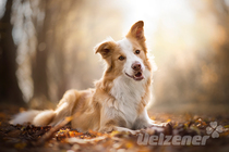 Gesunde Hunde in der kalten Jahreszeit Gesunde Hunde in der kalten Jahreszeit
