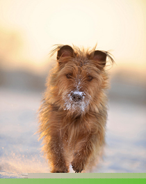 Mischlinge Rasseportrait Mischlinge Rasseportrait