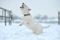 Winter mit Hund Winter mit Hund