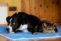 Tierische Wohngemeinschaft Tierische Wohngemeinschaft