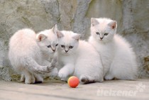 Worauf sollte man bei Katzenzüchtern achten Worauf sollte man bei Katzenzüchtern achten