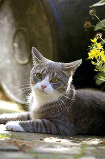 Trockene Katzennasen genau beobachten Trockene Katzennasen genau beobachten