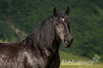Rasseportrait - Noriker Rasseportrait - Noriker