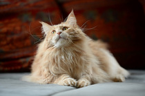Rasseportrait Maine-Coon Rasseportrait Maine-Coon