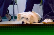 Hundeimpfungen Hundeimpfungen