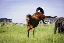 Rückenschmerzen bei Pferden