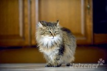 Fakten zur Katze! Hätten Sie es gewusst? Fakten zur Katze! Hätten Sie es gewusst?