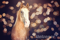 Silvester ohne Stress Silvester ohne Stress